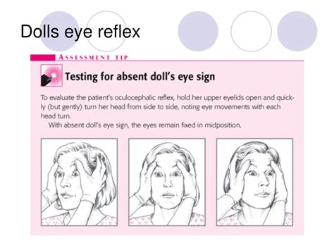 PPT - Comprehensive Newborn Assessment Guidelines PowerPoint ...