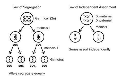 What Is Genetic Assortment at Cynthia Jasmin blog