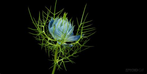 16 Beautiful Flowers Animated Gifs - Best Animations