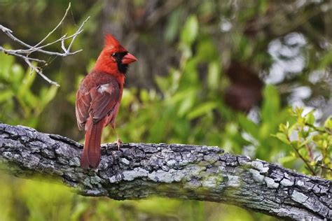 Kansas Birds Identification at Brianna Carlo blog