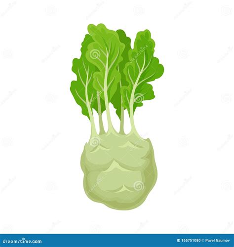 Kohlrabi Nutrition Facts And Health Benefits Infographic Cartoon Vector | CartoonDealer.com ...