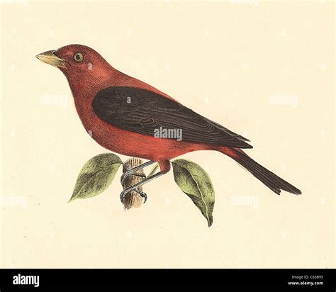 The Black-winged Redbird, Scarlet Tanager) (Pyranga rubra, Piranga ...