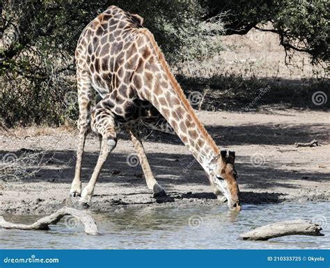 Wild Large Male Giraffe Drinks Water from Pond Stock Image - Image of ...