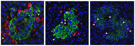 Image result for DAPI Staining 101