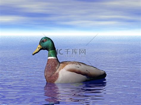 绿颈野鸭蹒跚而行高清摄影大图-千库网