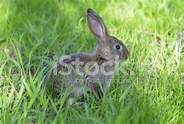 Image result for Baby Rabbit Hiding in the Grass