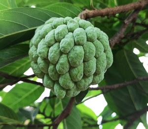 modernseed Custard apple Seed Price in India - Buy modernseed Custard ...