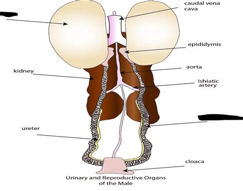 Image result for Male Bird Reproductive System