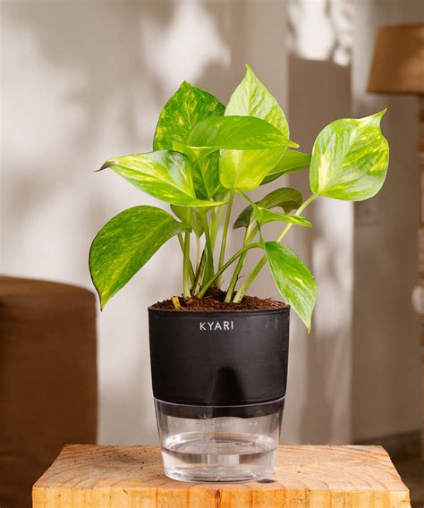 Buy Money Plant Variegated (Green Money Plant) Online - Kyari – Kyari.co