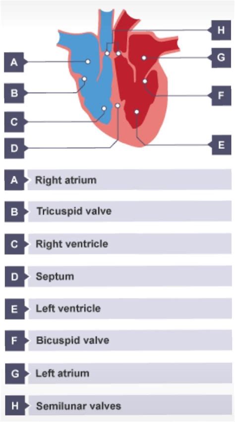 Describe the structure and function of the human heart. - Brainly.in