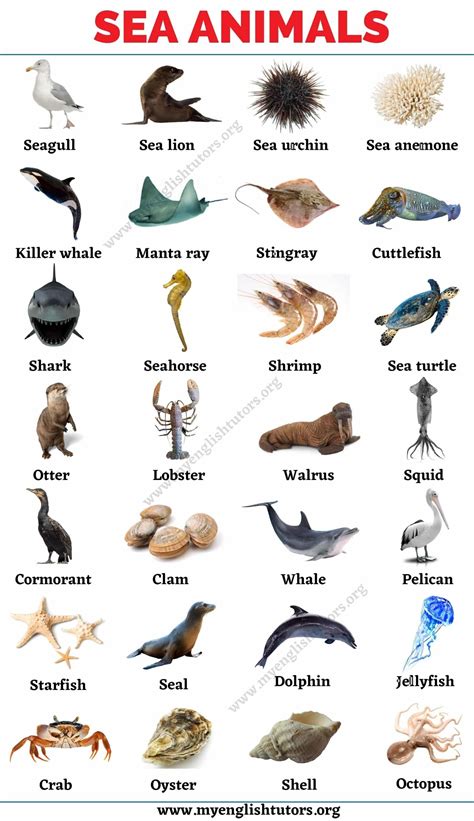 Sea animals list of 25 animals that live in the sea with the picture ...