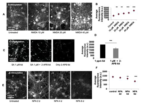Low Doses of Arsenic in a Mouse Model of Human Exposure and in Neuronal ...