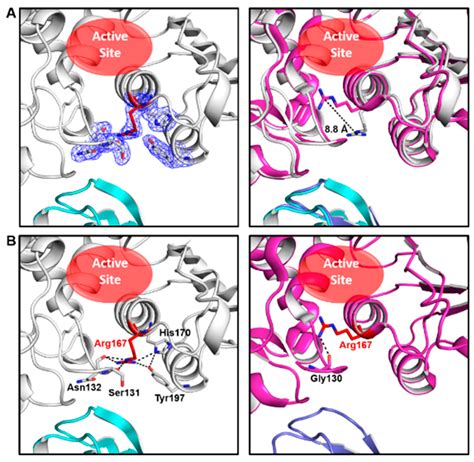 Conformational Plasticity of the Active Site Entrance in E. coli ...