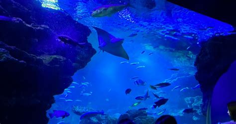 Image result for SQL Developer Database