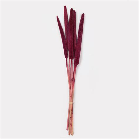 Buy Dried Babala Stems Set of 5 Online | Floral Decoration | The Maeva ...