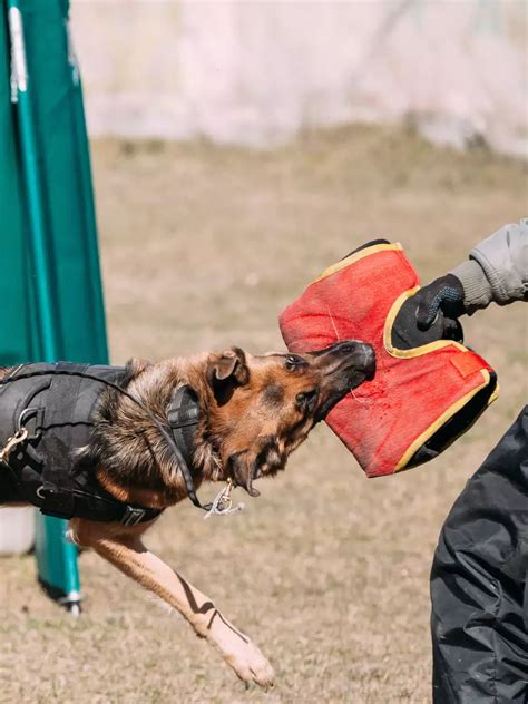 Cheetah: This dog squad will protect Namibian cheetahs from poachers at ...