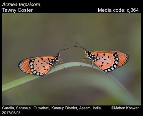 Acraea terpsicore | Butterfly