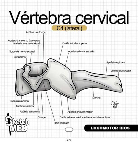 Pin de Lorena Maciel en Quiropraxia | Libros de anatomia, Anatomía ...