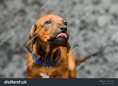 Black Rhodesian Ridgeback Puppy