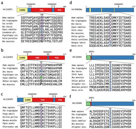 The Arg/N-Degron Pathway—A Potential Running Back in Fine-Tuning the ...