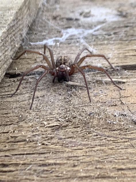 Some friendly spiderbros at my work [Giant House Spider 1, Stone Spider ...