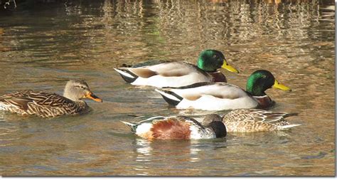What Is A Group Of Ducks Called? A Team? Or A Raft? Collective Names ...