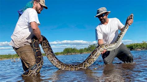 18 Foot Python 的图像结果