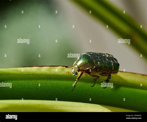 beetle, rose beetle, scarab beetle, rose chafer, beetles, rose beetles ...