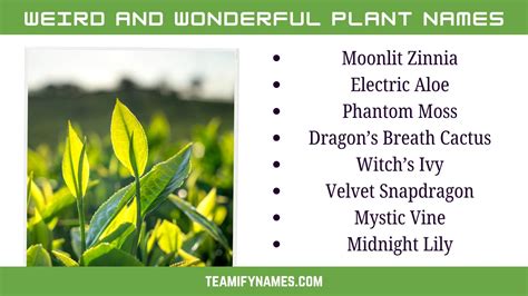 555+ Funny Plant Names to Brighten Your Garden and Your Day – Teamify Names