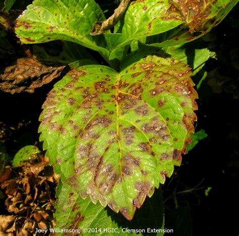 Cercospora Leaf Spots on Hydrangea