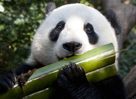 世界十大最可爱动物：加菲猫上榜 大熊猫最可爱_排行榜123网