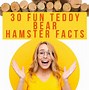 Image result for Fluffy Teddy Bear Hamsters