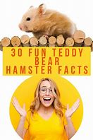 Image result for Baby Teddy Bear Hamster