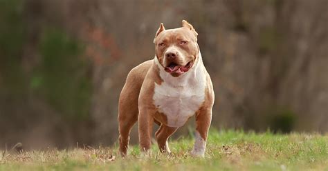 Image result for Dog CPR Algorithm