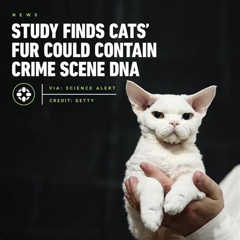 Cats may be able to help solve crimes. Human DNA remains on a cat's fur even after just a brief ...