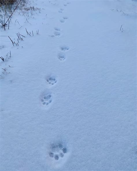 Bobcat Footprints In Snow