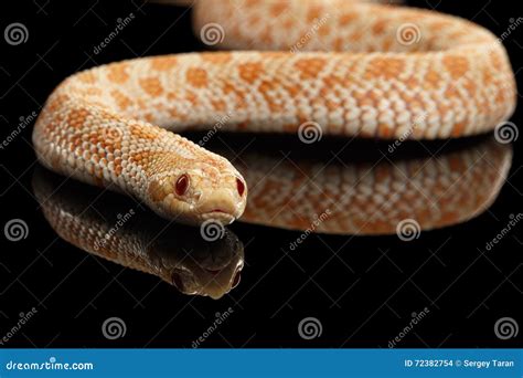 Closeup Pink Albino Western Hognose Snake, Heterodon Nasicus Isolated ...
