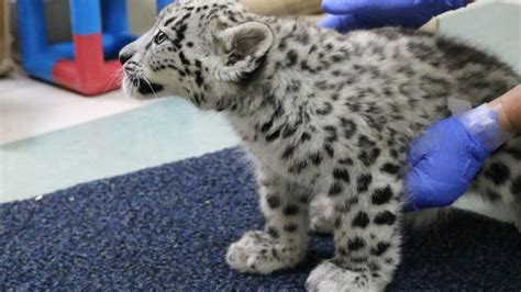Omaha’s Henry Doorly Zoo presents rehabbed snow leopard cubs
