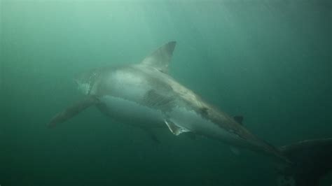 Orca Attacks Great White Shark