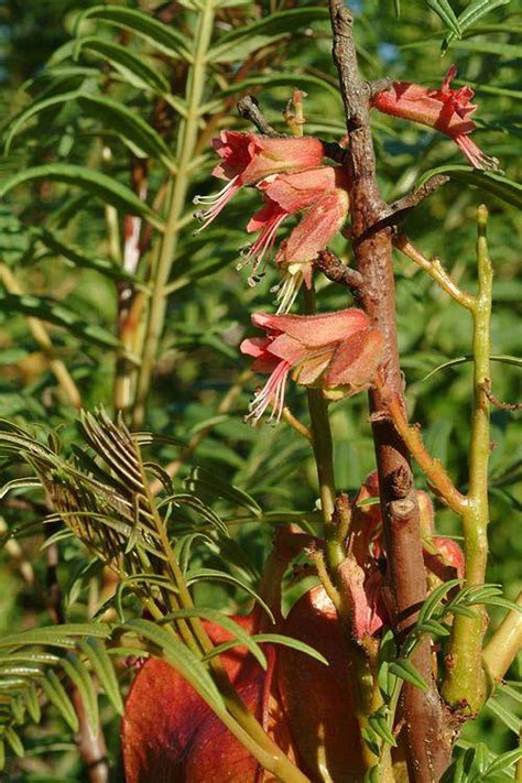 Erythrophysa transvaalensis - אריתרופיסת טרנסוואל, אריתרופיסה מאדימה ...