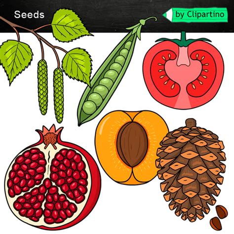 Seeds Clip Art | Types of seed Science Clipart | Commercial Use by ...