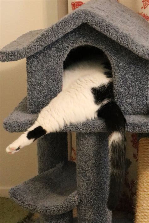 Image result for Cat Intelligence Test