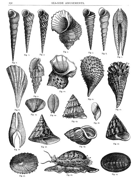 Image result for Count Shell Drawing