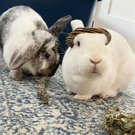 The Ultimate Gift Guide: Best of the Best in 2023 | Small Pet Select ...