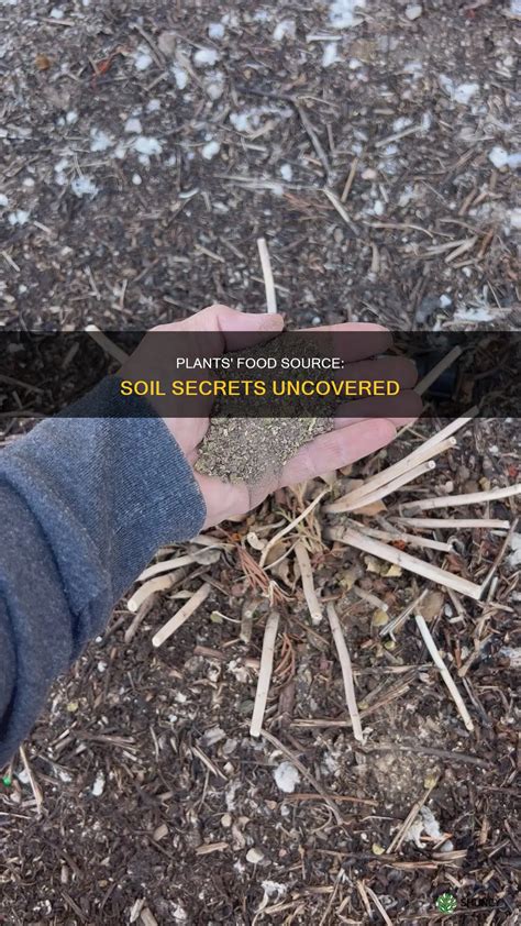 Plants' Food Source: Soil Secrets Uncovered | ShunCy