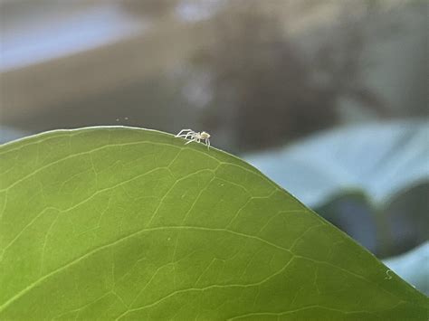 What are these tiny white spiders on my Monstera and how do I safely ...