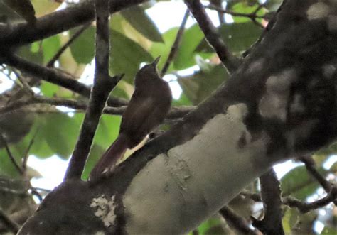 Long-tailed Woodcreeper (Little) - eBird