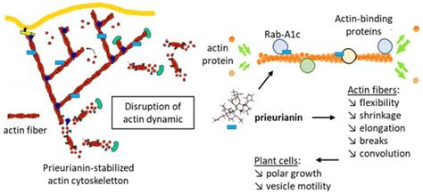 Insights into the Mechanism of Action of the Degraded Limonoid Prieurianin