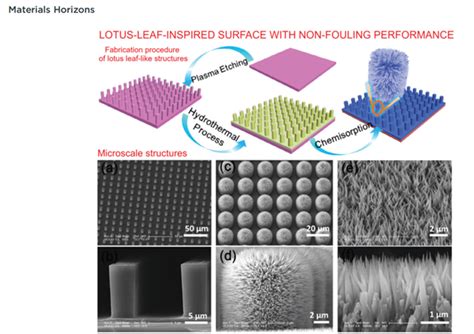 莲叶 的图像结果