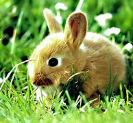 Image result for Cute Little Rabbit